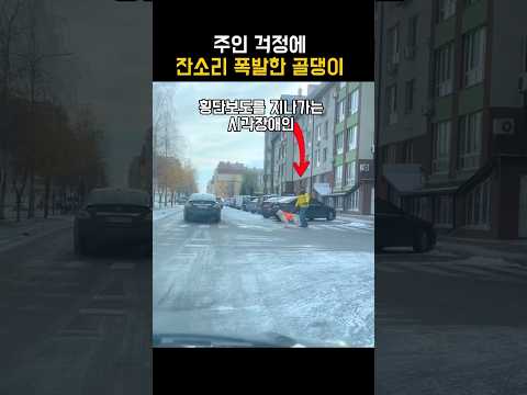 주인 걱정에 잔소리 폭발한 골댕이 thumbnail