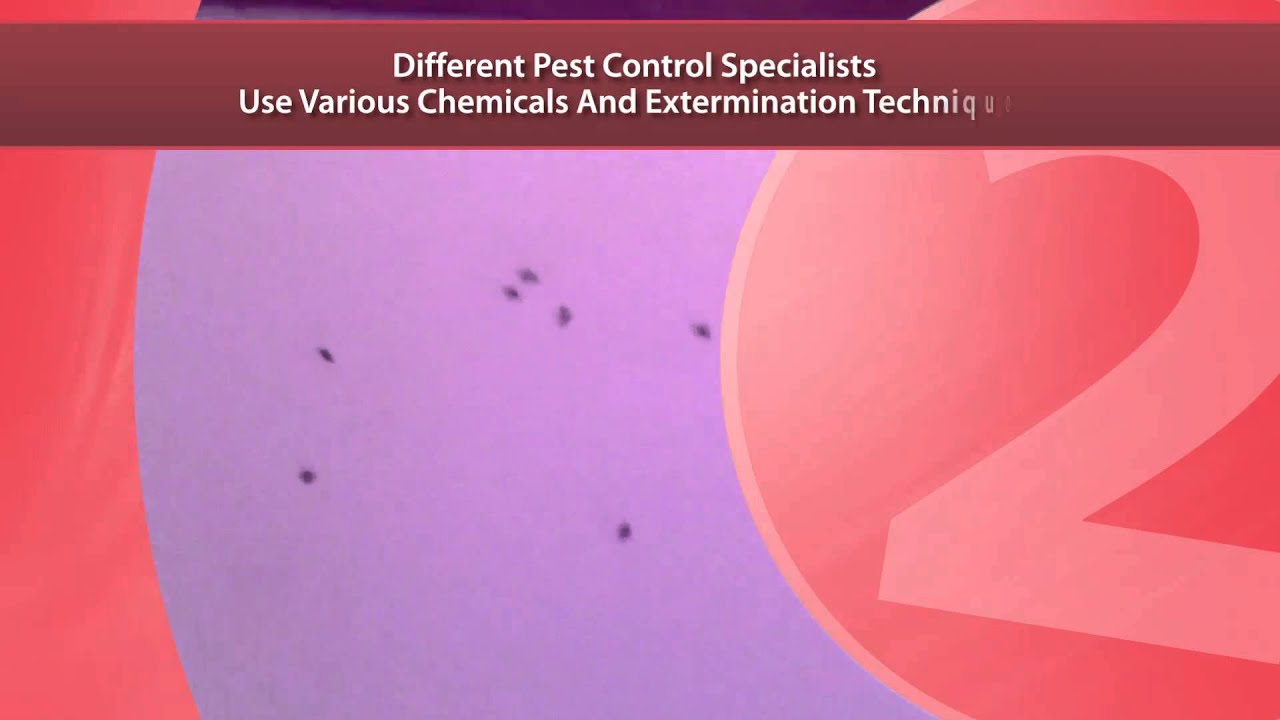 Experts In Pest Control Brick NJ