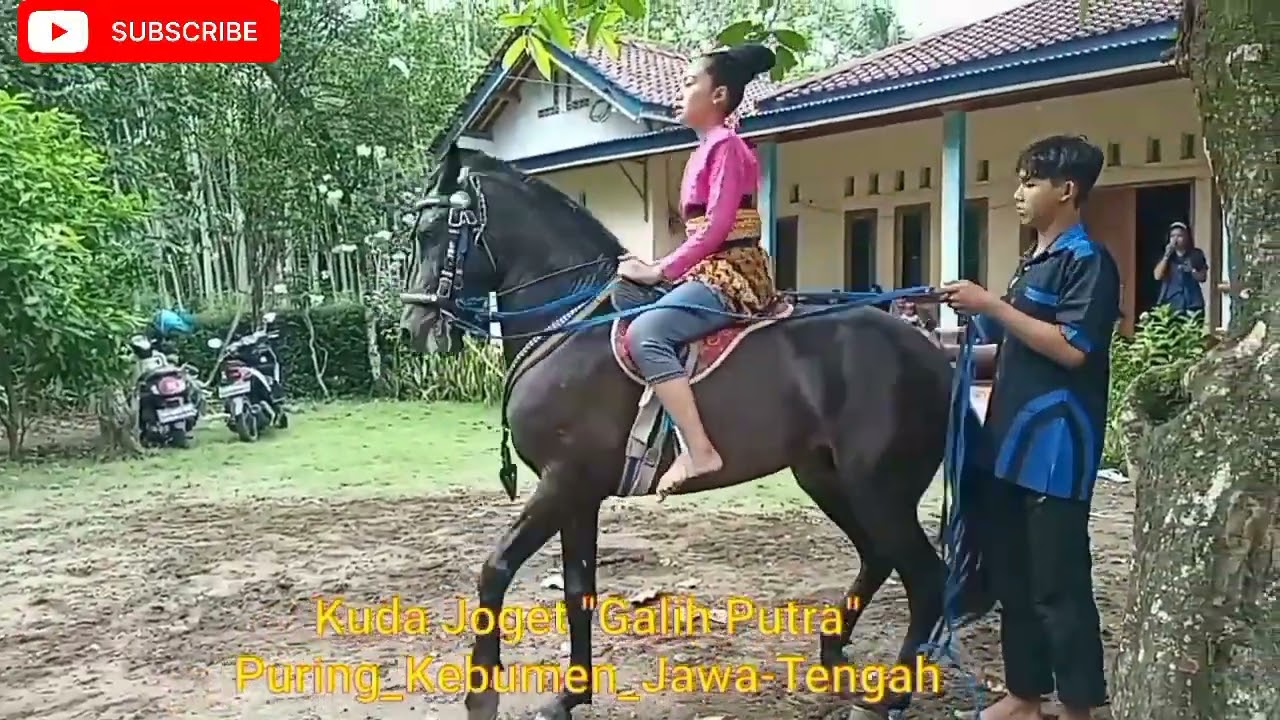#23. Kuda hitam joget di depan rumah.