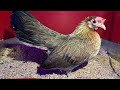 La increíble recuperación de mi gallina: llevamos huevos aincubar