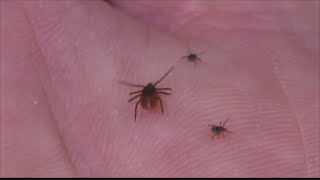 Ticks on the move in Central Illinois