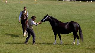 Merlod Cymreig - Pencampwriaeth Caseg Fagu | Welsh Ponies - Brood Mare Championship