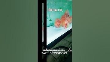 cá dĩa bồ câu hạt lựu I cá đĩa đẹp giá rẻ I cá dĩa đẹp I trại cá dĩa