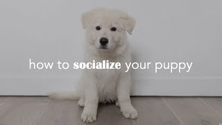 How to socialize your (pandemic) puppy | dog training tips