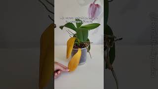 Foglie Gialle Sulla Tua Orchidea? Guarda Il Video Per Scoprire Il Perché