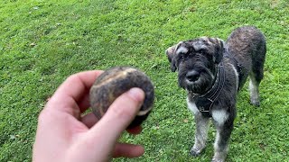 Urban Outing:  |Odin The Grey|  Salt & Pepper Giant Schnauzer