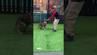 PETME K9 Academy - Dog Training in Dubai