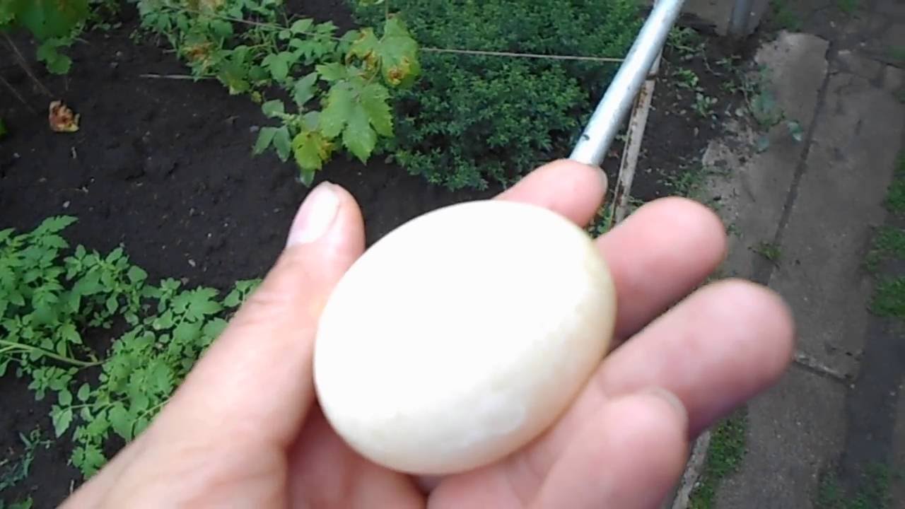 Первое яйцо. Кто снес? - YouTube