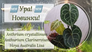 видео: Ура, новинки! Anthrium crystallinum, Anthurium Clarinervium, Hoya Australis Lisa и горшочки! картинка: Ура, новинки! Anthrium crystallinum, Anthurium Clarinervium, Hoya Australis Lisa и горшочки!