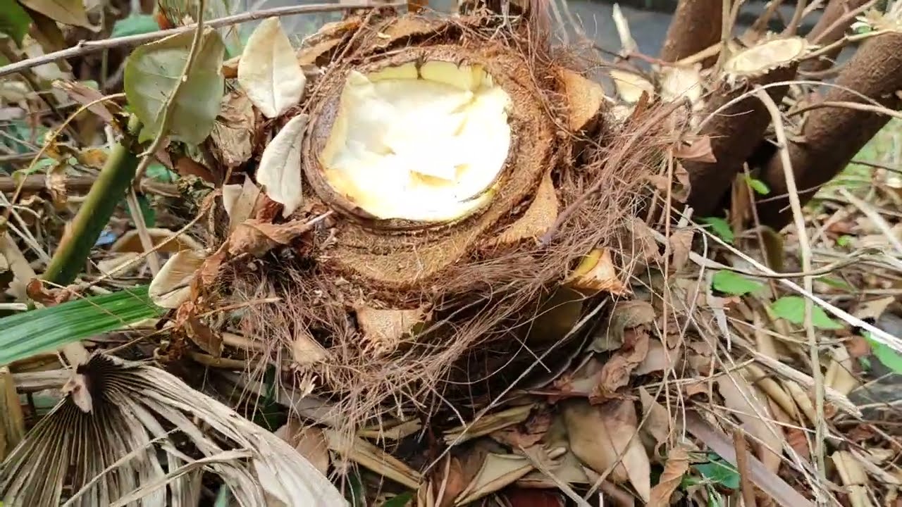 Harvest and Eat the Invasive Himalaya Palms (Trachycarpus fortunei) Heart