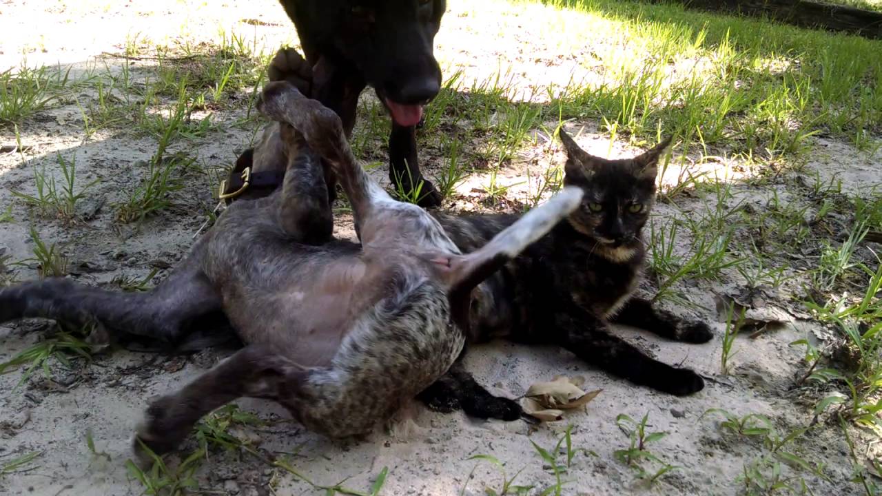 german shorthaired pointer with cats