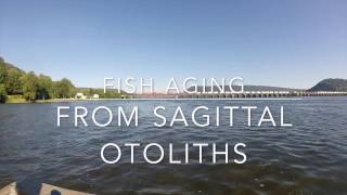 Otolith Procedure