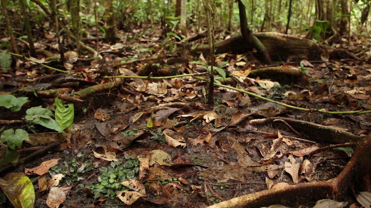 Cryptocoryne renifolius クリプトコリネ レニフォリウス