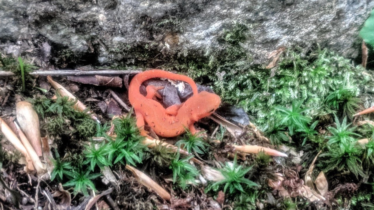 Kane Mountain Family FireTower Spring Biodiversity hike in the Adirondack Mountains of New York