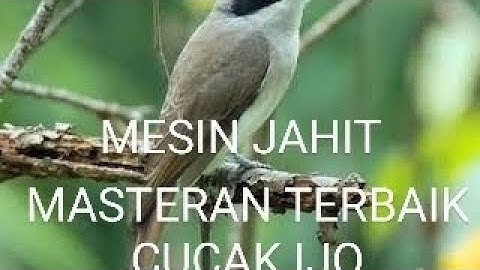 MASTERAN MESIN JAHIT ATAU JINJING PETULAK ANDALAN CUCAK IJO