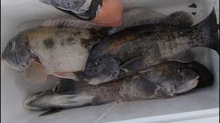 Catch and Cook - Easy Healthy Recipe for Any Fish!