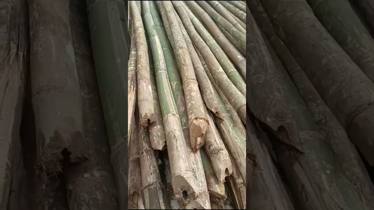 Bamboo Wholesale Price 9643559932