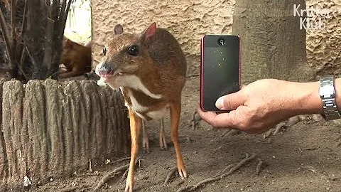 You Won't Believe How Tiny These Deer Are! | Kritter Klub - DayDayNews