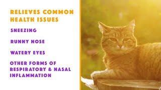 Byron Pets L-Lysine For Cats  30 Seconds