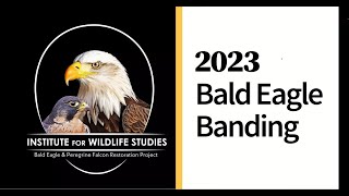 2023 Bald Eagle Banding by Institute for Wildlife Studies 1,289 views 9 months ago 21 minutes