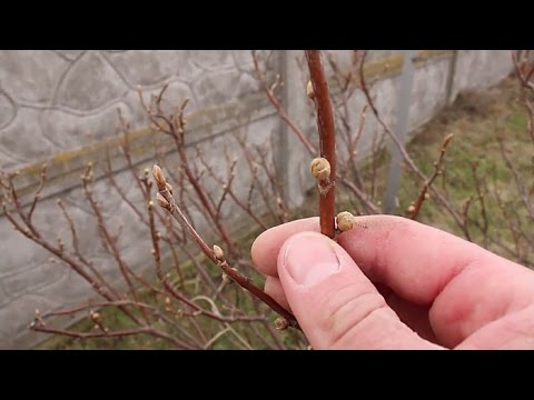 Wideo: Jak przetwarzać krzewy porzeczki z mszyc