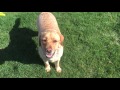 Training Blu with Operant Conditioning Training Blu with Operant Conditioning