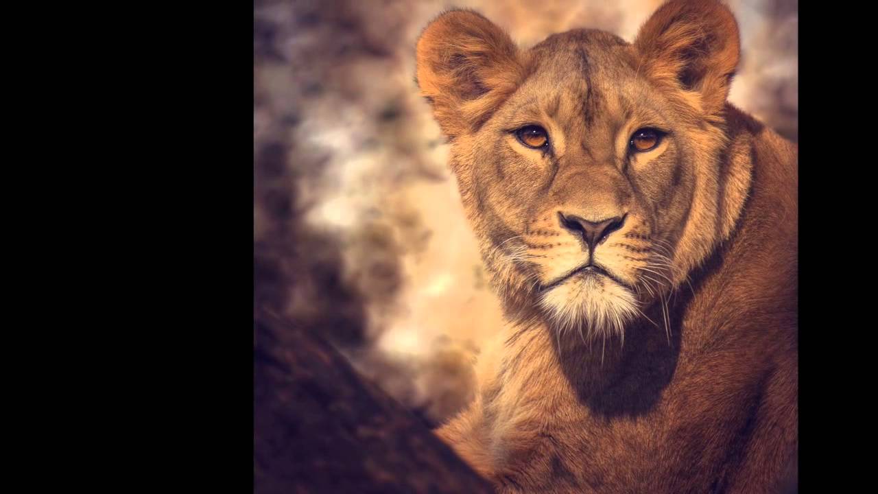 die Welt der Tiere - YouTube