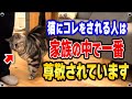 実は猫が尊敬する人にしか見せない行動 "5選"