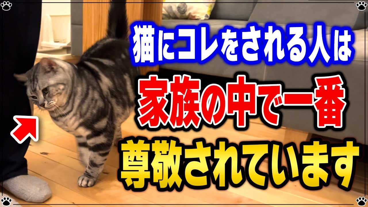 実は猫が尊敬する人にしか見せない行動 "5選"
