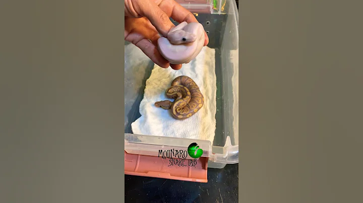 The first two are out! #molinarosnakelab #ballpython #royalpython #shorts #reptiles #sawa #snakeeggs