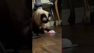 Maddie playing with her new toy 🐱 🐾 🐁