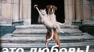 Прикольные животные. Взаимная любовь Прикольные животные. Взаимная любовь