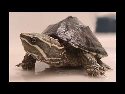 Видео: Как да определите възрастта на вашата костенурка
