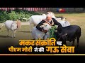 Pm modi feeds cows on makar sankranti at his residence