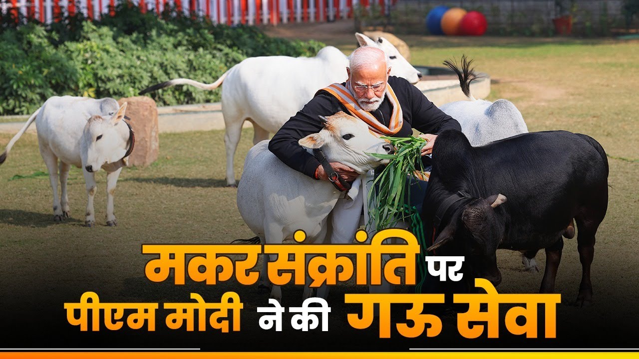 PM Modi feeds cows on Makar Sankranti at his residence