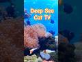 Deep Sea Fish Cat TV 🐟🌊Relaxing Aquarium Video #fishforcats #cattv #relaxingforcats #aquariumfish