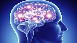 Top 5 Most Important Organs In The Human Body