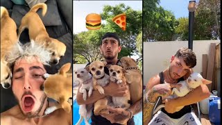 MREVIATAR TIKTOK COMPILATION CHIHUAHUA | Niki the angry chihuahua dog | #chihuahua #mreviatar by Daily dose of dogs 7,679 views 1 year ago 3 minutes, 30 seconds