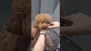 Surprising brown cockapoo with amazing Facelift  #cockapoo #puppy #dogs