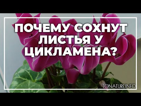 Почему сохнут листья у цикламена? | toNature.Info