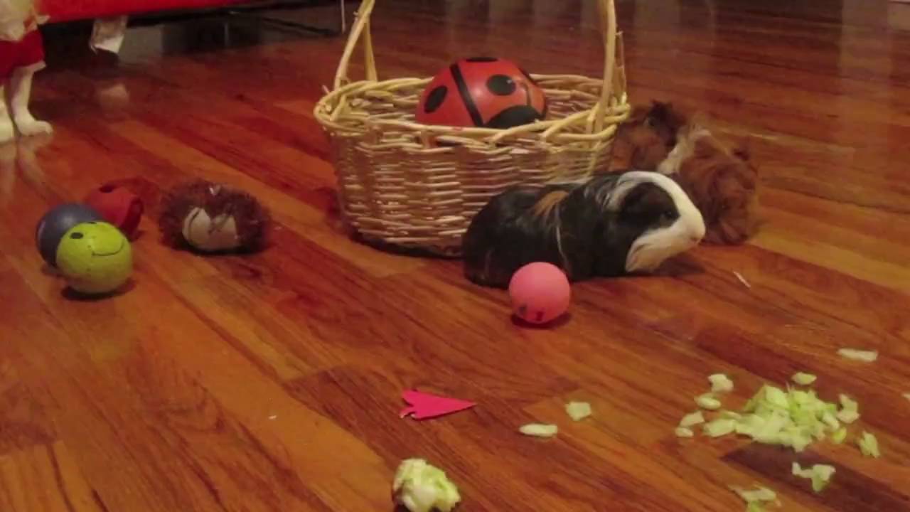 Guinea pigs floor time YouTube