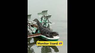 Big monitor lizard chilling near the lake in Bangkok, Thailand 🇹🇭