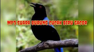 MP3 suara burung cucak biru gacor