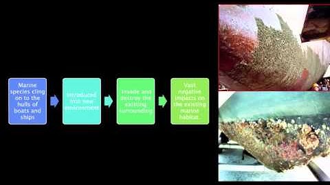 EVB201 Final Genetic Diversity in Australia