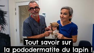 Tout savoir sur la pododermatite du lapin ! 🐰 by Tony et Léon - Conseils de vétérinaires 2,206 views 6 months ago 12 minutes, 23 seconds