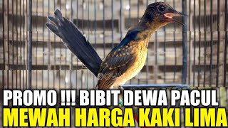 Download Lagu PROMO !!! INI DIA MURAI TRAH PRESTASI BIBIT DEWA PACUL FAVORIT JURI GANTANGAN MP3 Download Lagu PROMO !!! INI DIA MURAI TRAH PRESTASI BIBIT DEWA PACUL FAVORIT JURI GANTANGAN MP3
