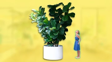 What To Do When Your Fiddle Leaf Fig is Getting TOO BIG