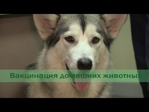 Вакцинация домашних животных