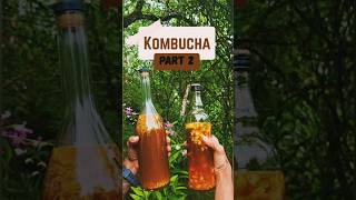 🌿നാട്ടിൽ ഒരു 🍹Kombucha preparation. PART-2 #kombucha  #flavour #outdoors #brewers  #vlog #kerala.