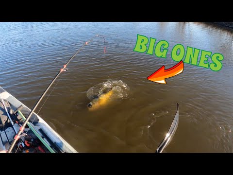 BIG ONES #bassfishing #trending #viral #video